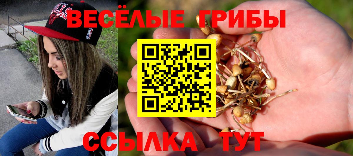 наркотики  Вход с VPN  Качканар  Псилоцибиновые грибы Psilocybine cubensis 